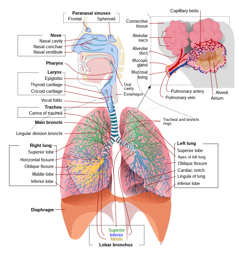 Pulmonology/Respiratory Medicine